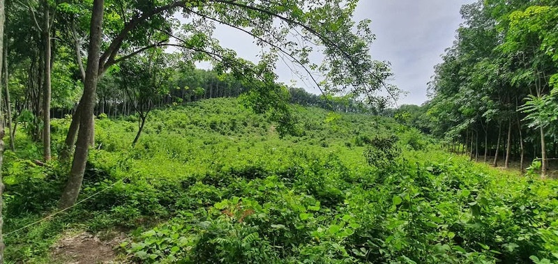 19 Rai Sea View Land for Sale in Koh Yao Noi, Phang Nga