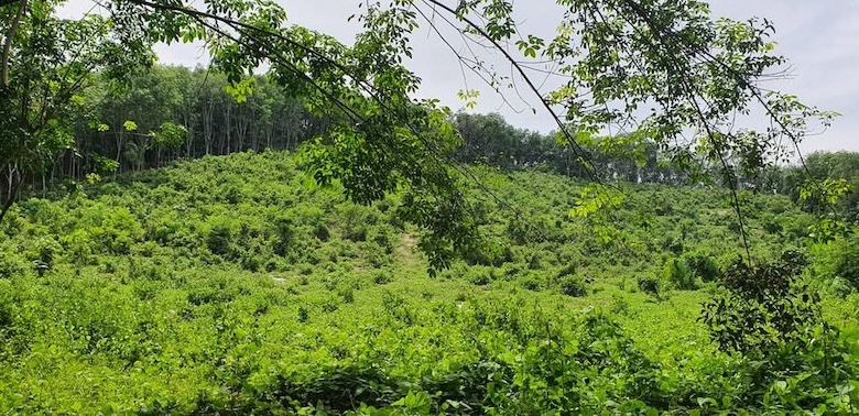 19 Rai Sea View Land for Sale in Koh Yao Noi, Phang Nga