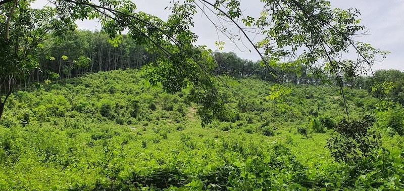 19 Rai Sea View Land for Sale in Koh Yao Noi, Phang Nga