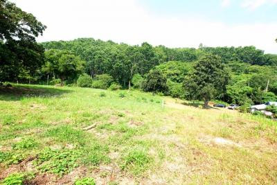 Prime 5,376 Sqm Land for Sale in Nai Harn, Phuket