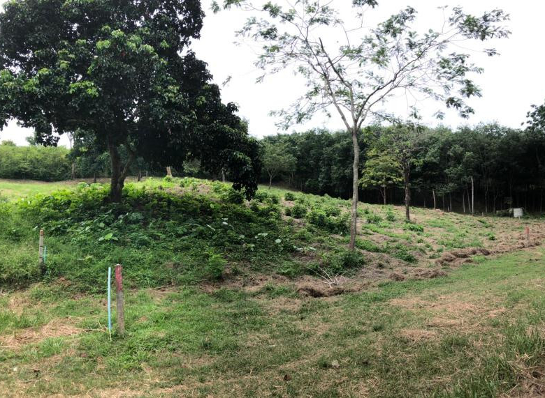Prime 5,376 Sqm Land for Sale in Nai Harn, Phuket