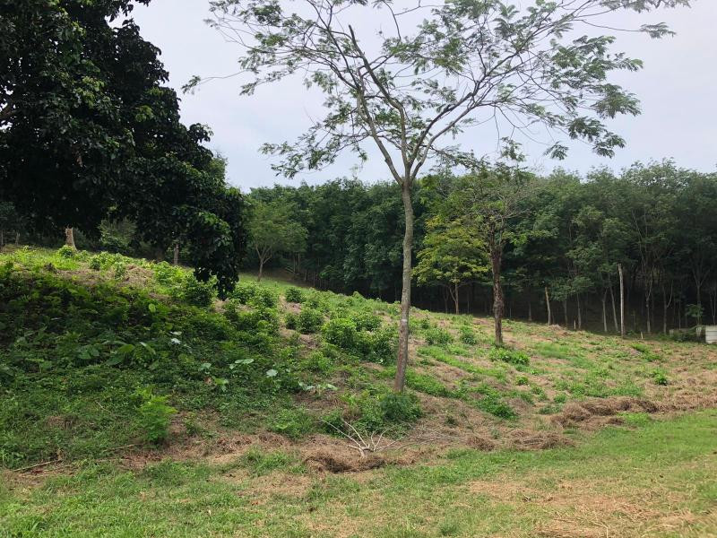 Prime 5,376 Sqm Land for Sale in Nai Harn, Phuket