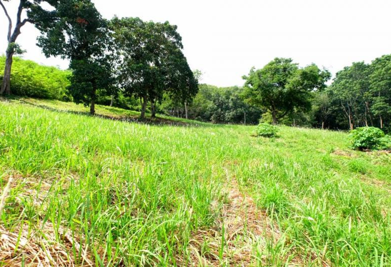 Prime 5,376 Sqm Land for Sale in Nai Harn, Phuket